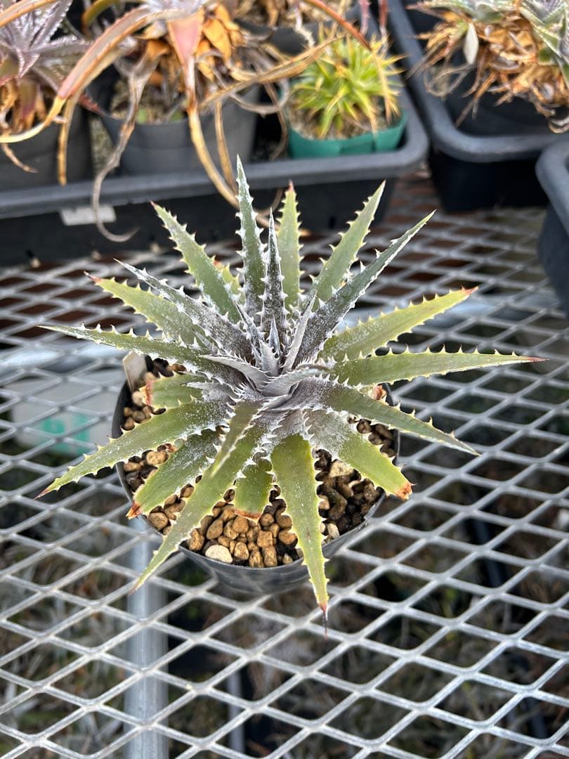 DBディッキア Dyckia Bill Baker hybrid #222