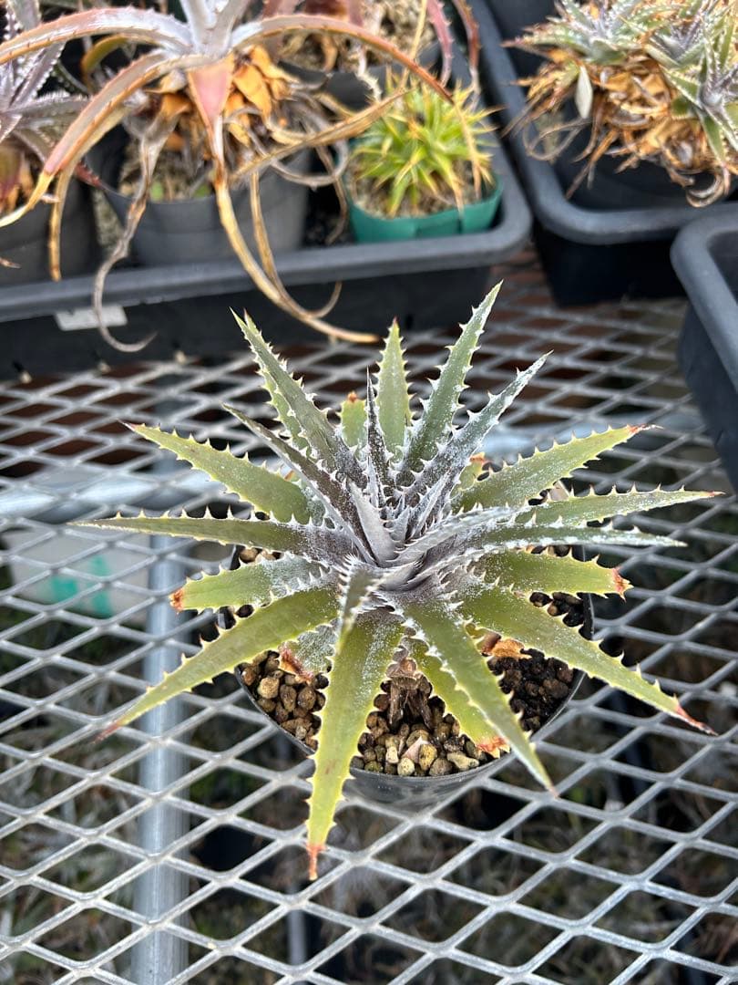 DBディッキア Dyckia Bill Baker hybrid #222
