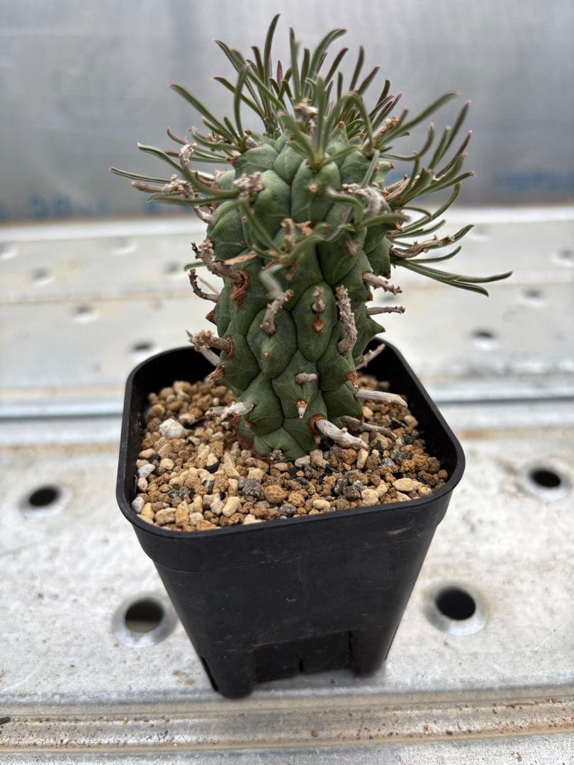 ユーフォルビア　闘牛角　スコエンランディ