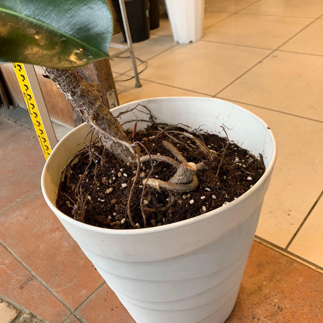 フィカス ソフィア 曲がり