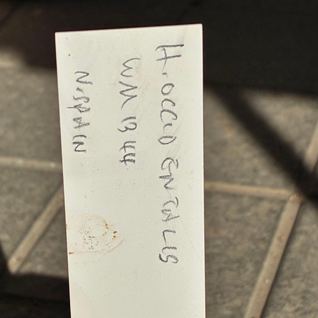 ま*ち様 ☘️限定一株☘️直筆タグ付き☘️3386⭐️WM原生地採取⭐️occi