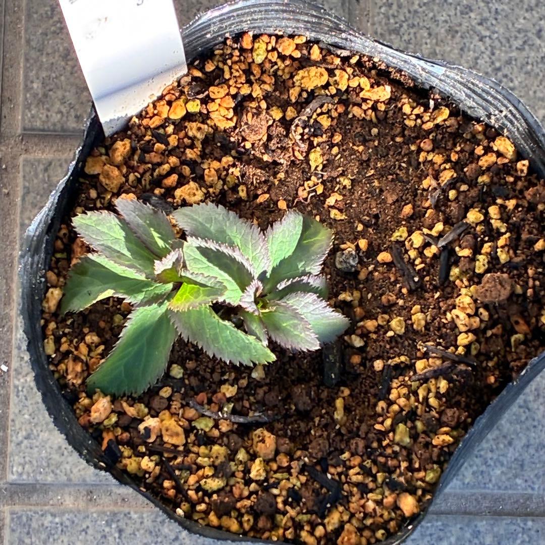 ま*ち様 ☘️限定一株☘️直筆タグ付き☘️3386⭐️WM原生地採取⭐️occi