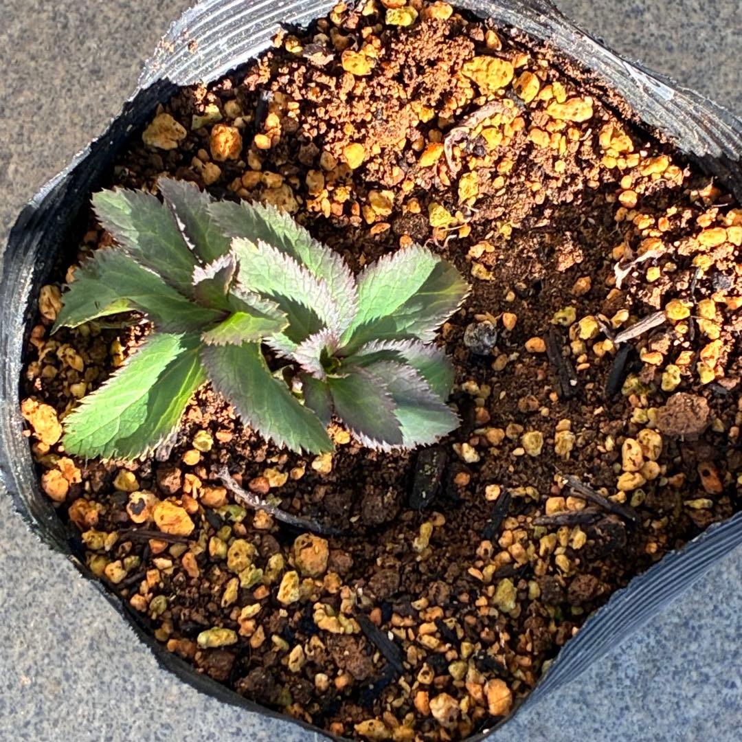 ま*ち様 ☘️限定一株☘️直筆タグ付き☘️3386⭐️WM原生地採取⭐️occi