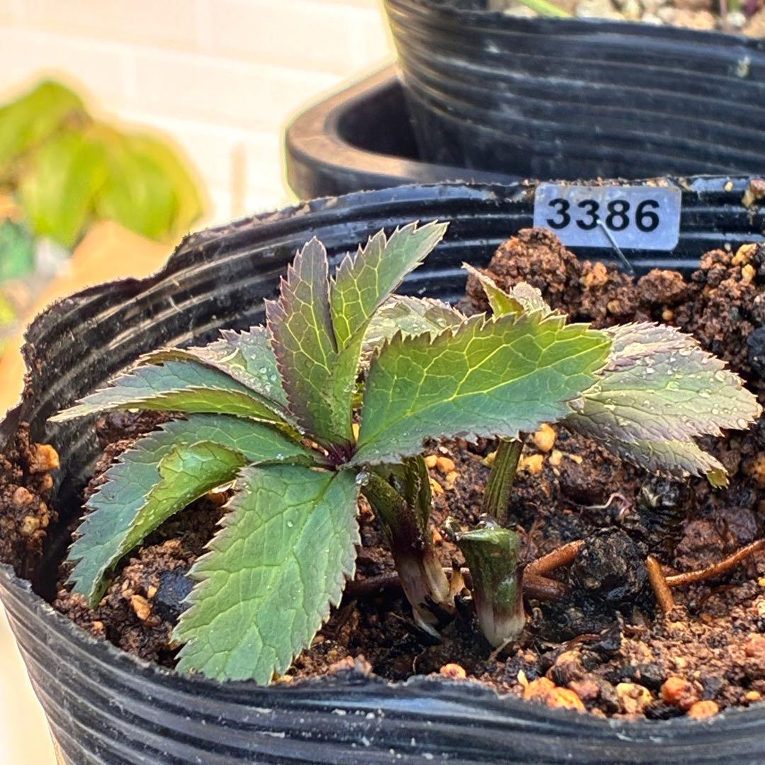 ま*ち様 ☘️限定一株☘️直筆タグ付き☘️3386⭐️WM原生地採取⭐️occi