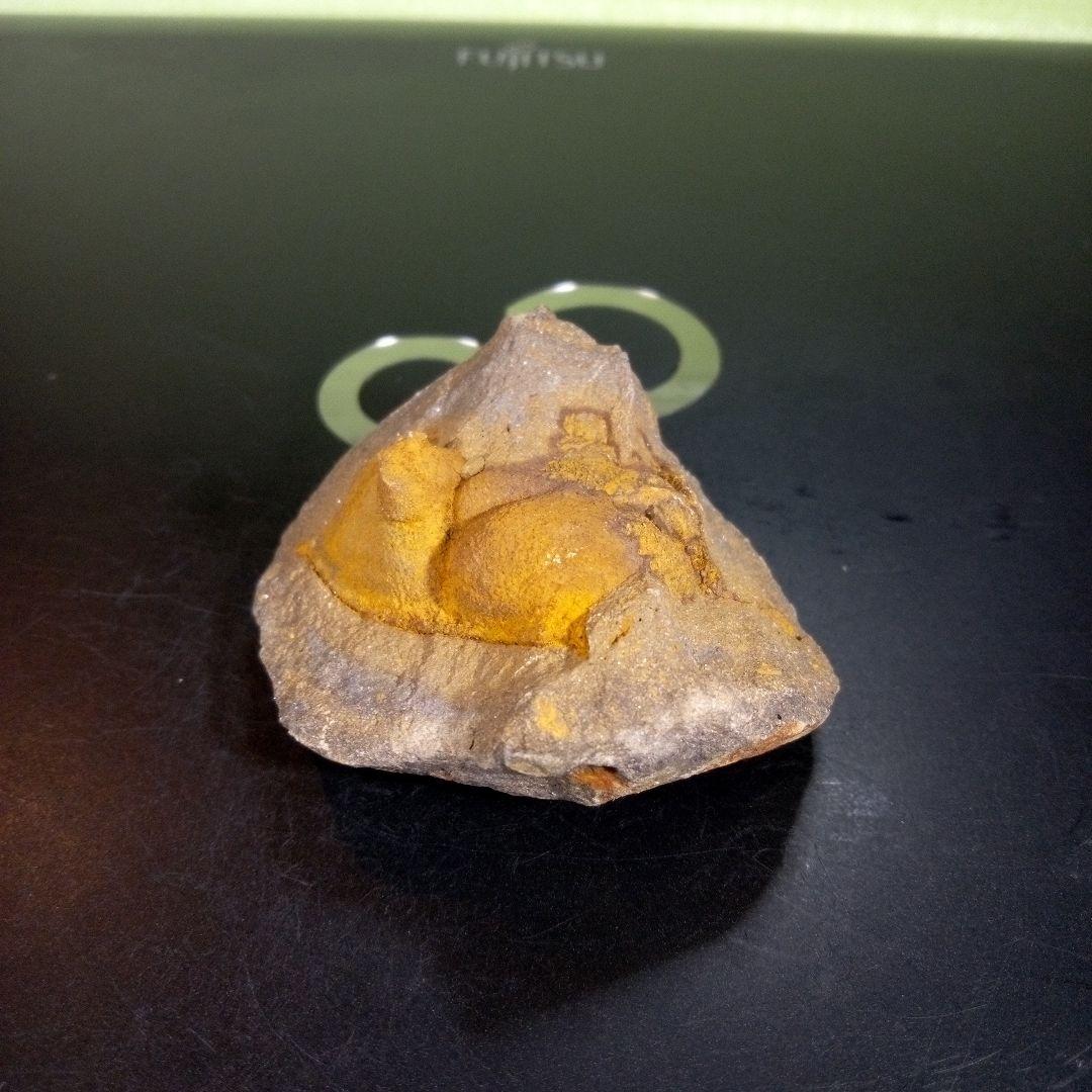 三葉虫　化石　fossil　海　ボリビア産　trilobite　ボリビア化石郡⑧