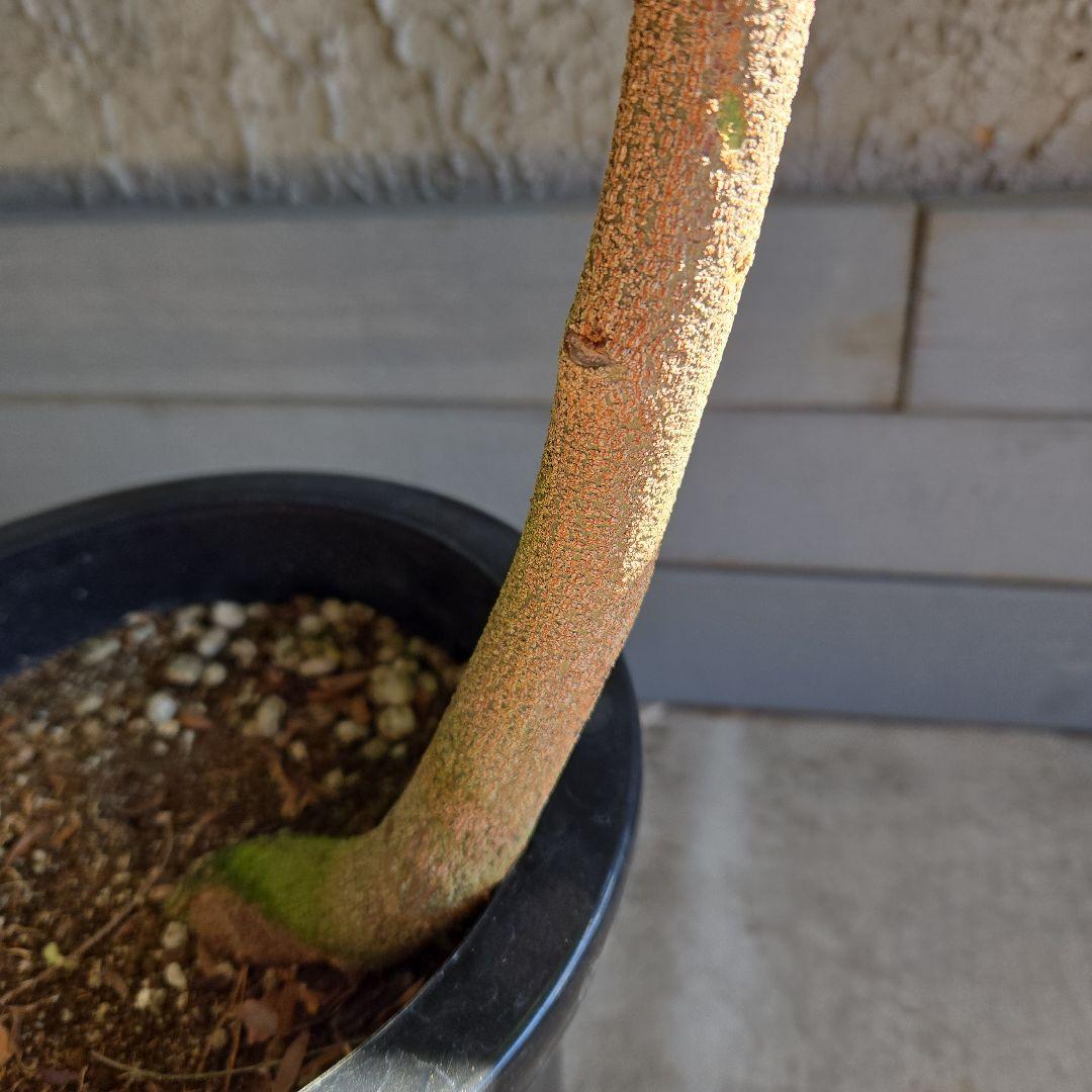 ⑫　エバーフレッシュ曲がり仕立て　8号特大苗木最高等級極上品‼️