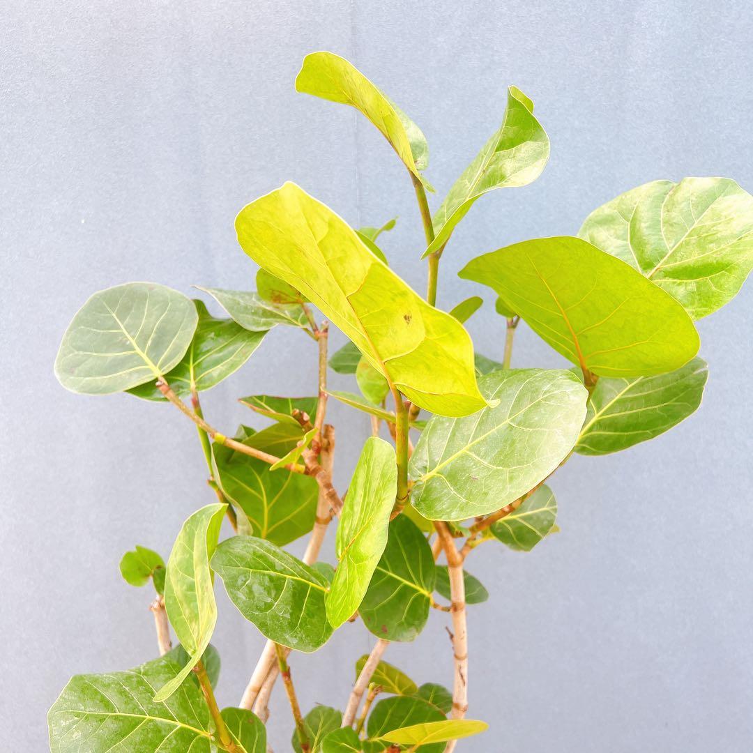 現品　海葡萄　シーグレープ　曲がり　1番　観葉植物　希少　インテリアグリーン
