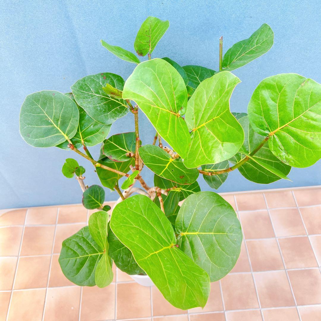 現品　海葡萄　シーグレープ　曲がり　1番　観葉植物　希少　インテリアグリーン