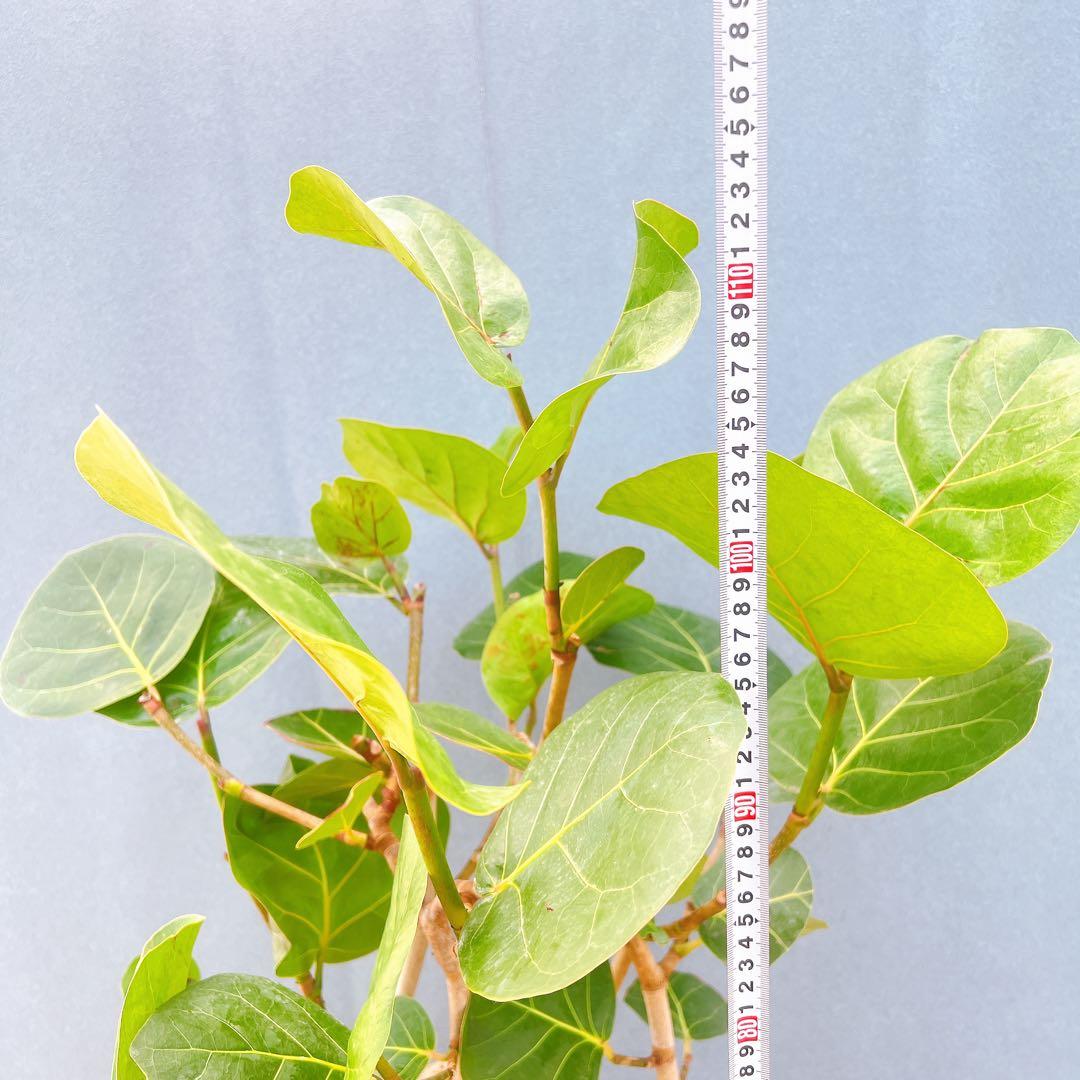 現品　海葡萄　シーグレープ　曲がり　1番　観葉植物　希少　インテリアグリーン