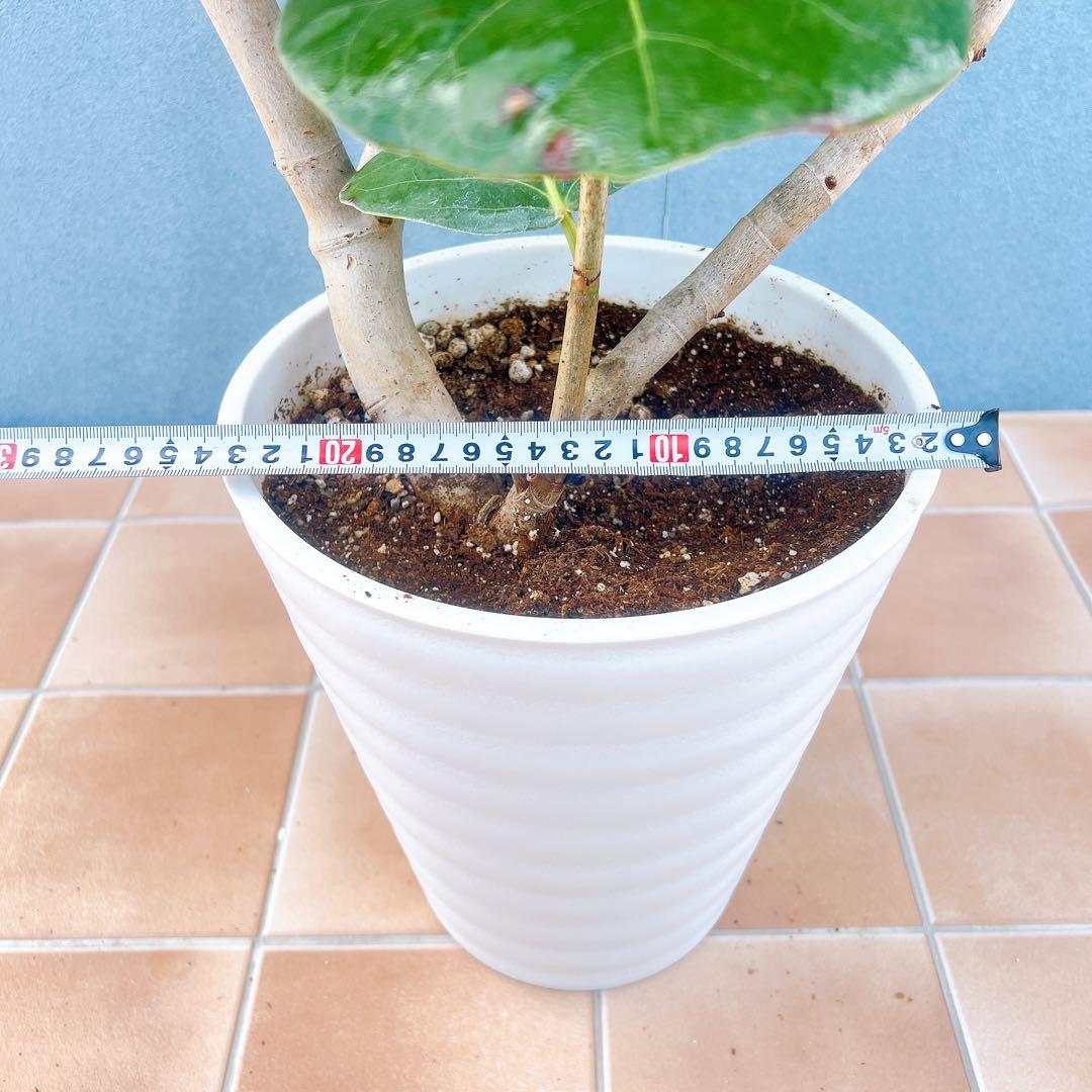 現品　海葡萄　シーグレープ　曲がり　1番　観葉植物　希少　インテリアグリーン