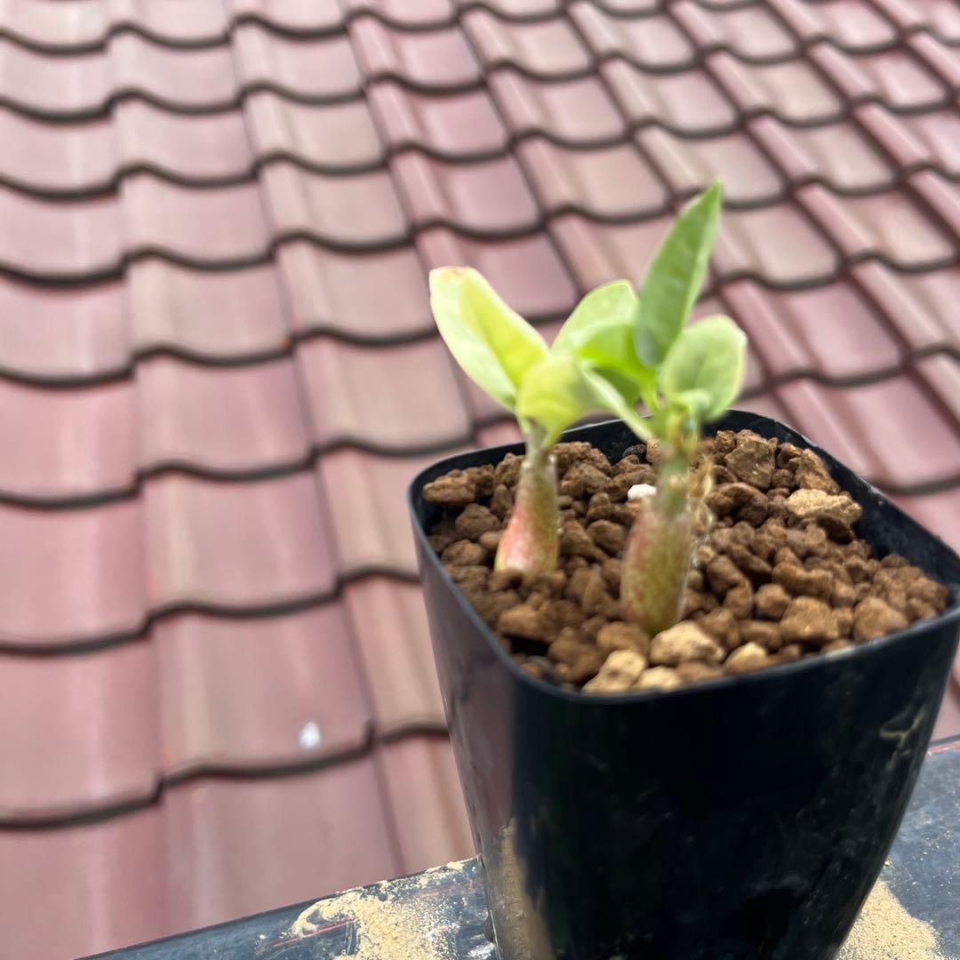 ふ*も様 産地情報付き　アデニア　ペチュエリー　実生2株