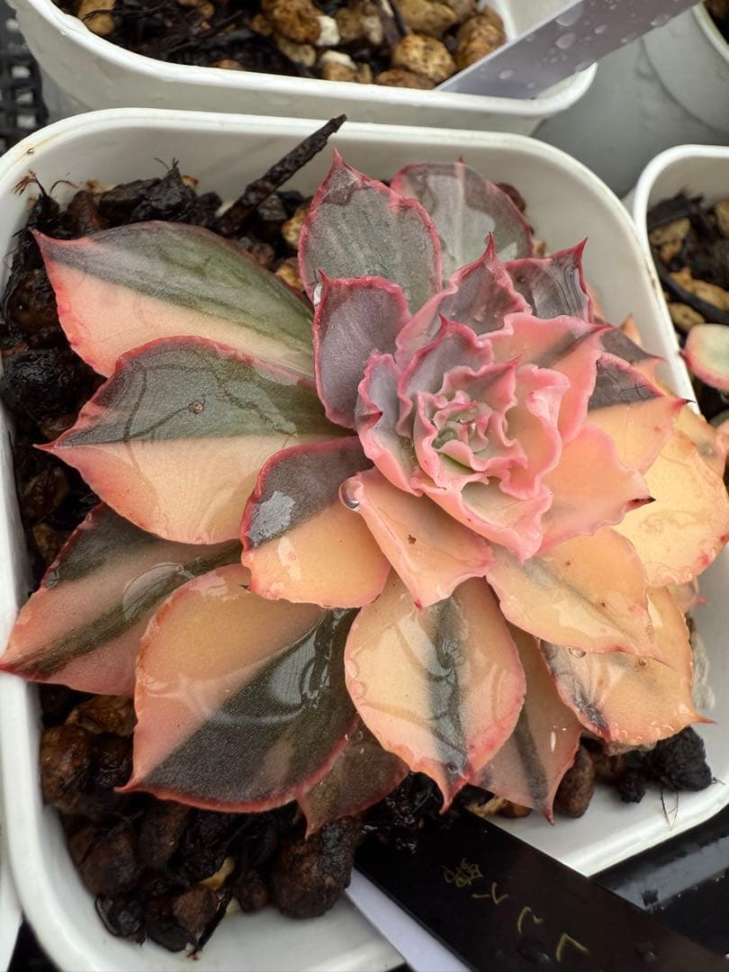 多肉植物　フローレンス錦　抜き苗　カット苗