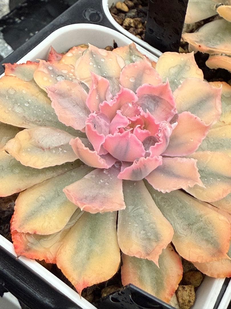 多肉植物　フローレンス錦　抜き苗　カット苗