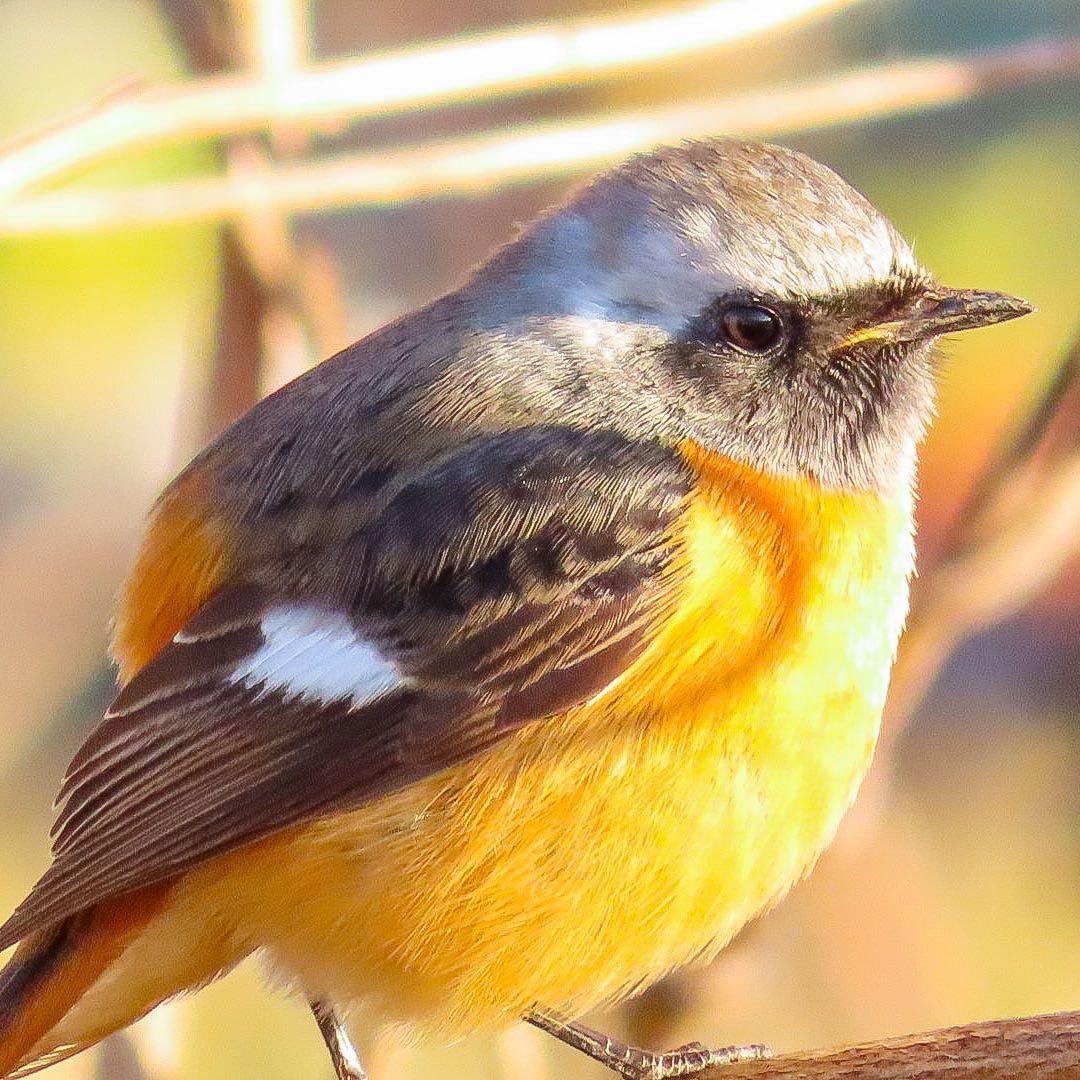 Canon PowerShot SX740 HS コンパクトデジタルカメラ