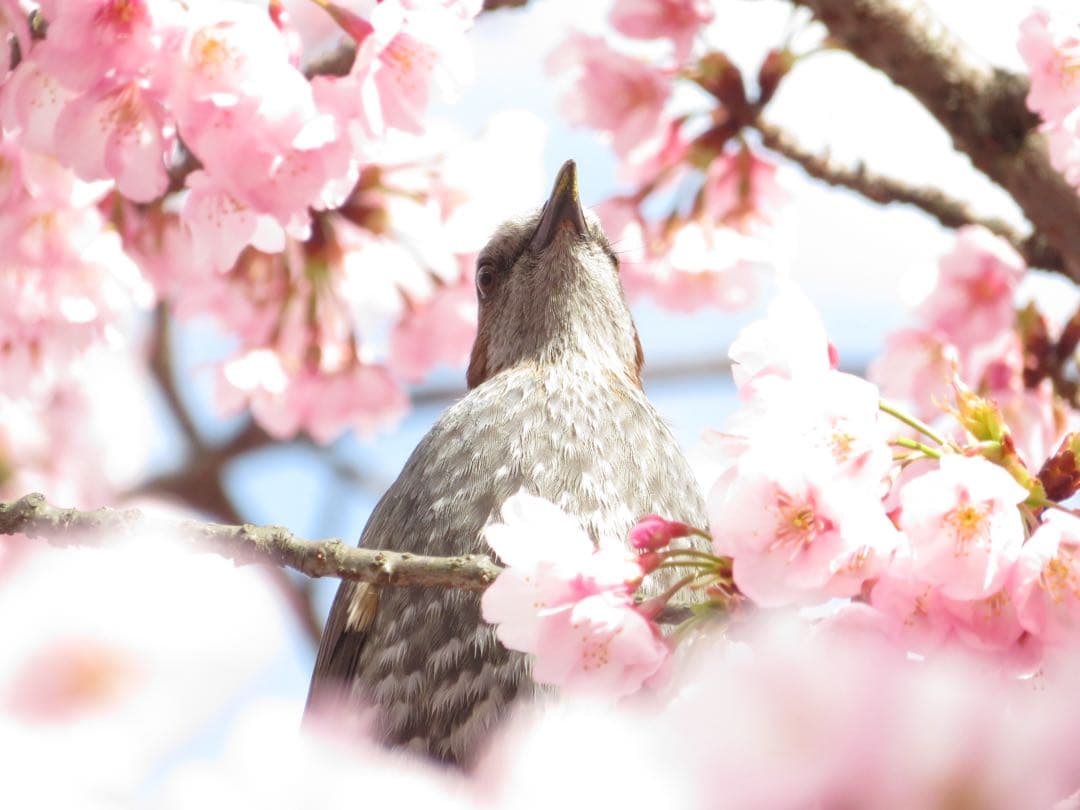 Canon PowerShot SX740 HS コンパクトデジタルカメラ