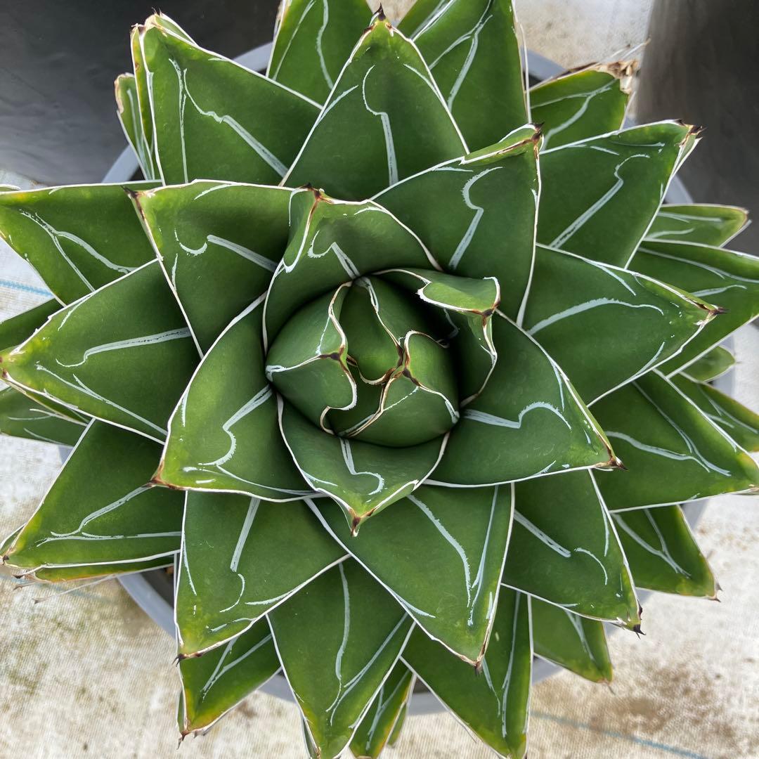 アガベ 笹の雪 “桃太郎” 標本株サイズ　10号鉢　鉢ごと発送