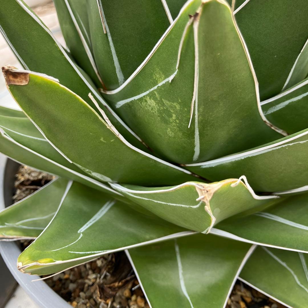 アガベ 笹の雪 “桃太郎” 標本株サイズ　10号鉢　鉢ごと発送