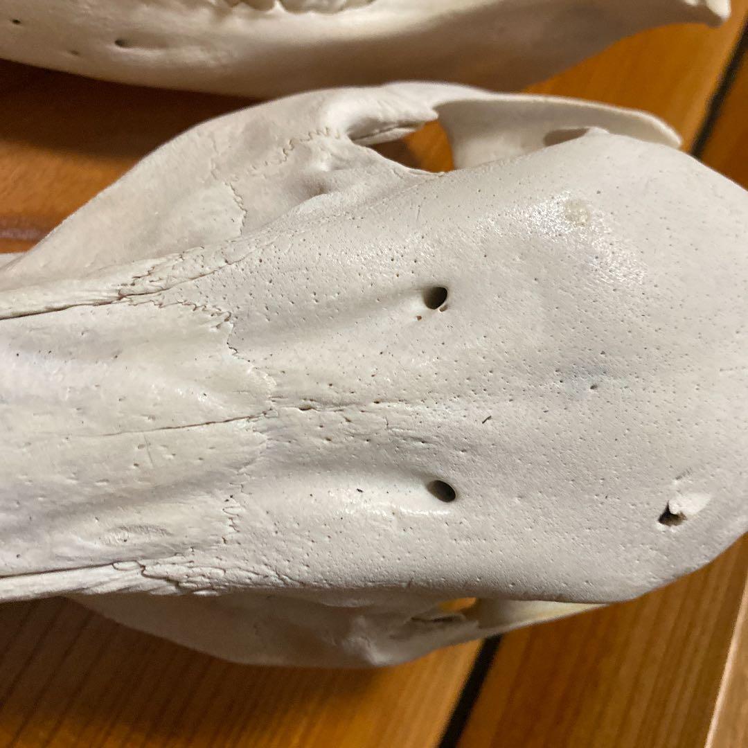 イノシシの頭蓋骨