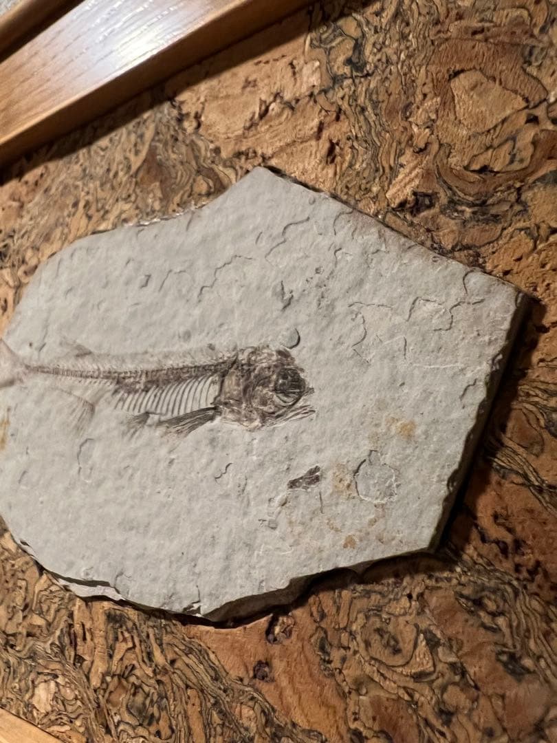 鑑定プレート付ジュラ紀魚化石LYCOPTERA木製額中国遼寧省産後期標本額装