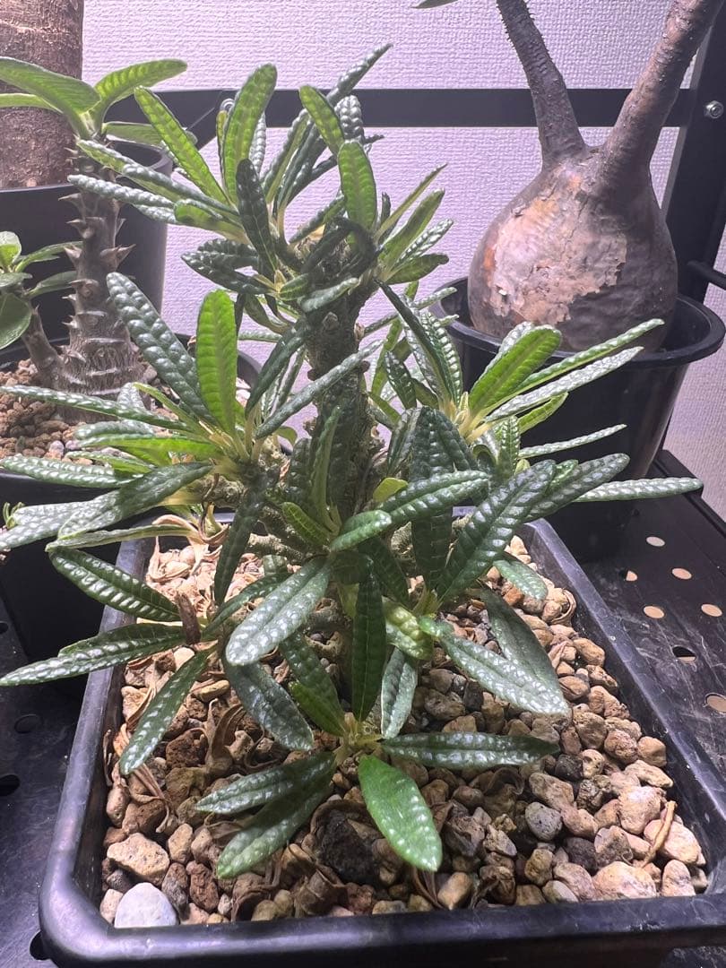 ドルステニア　ギガスブラータ