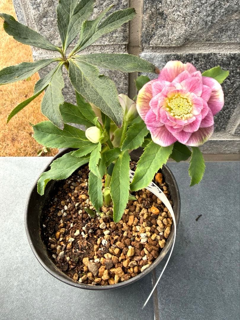 クリスマスローズ　広瀬園芸　グラデーション