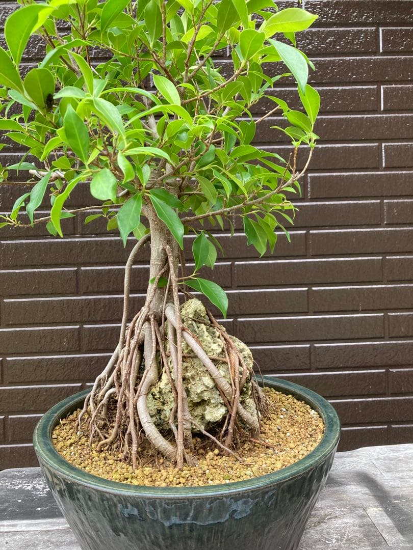 ガジュマル　フィカス 気根付き 観葉植物