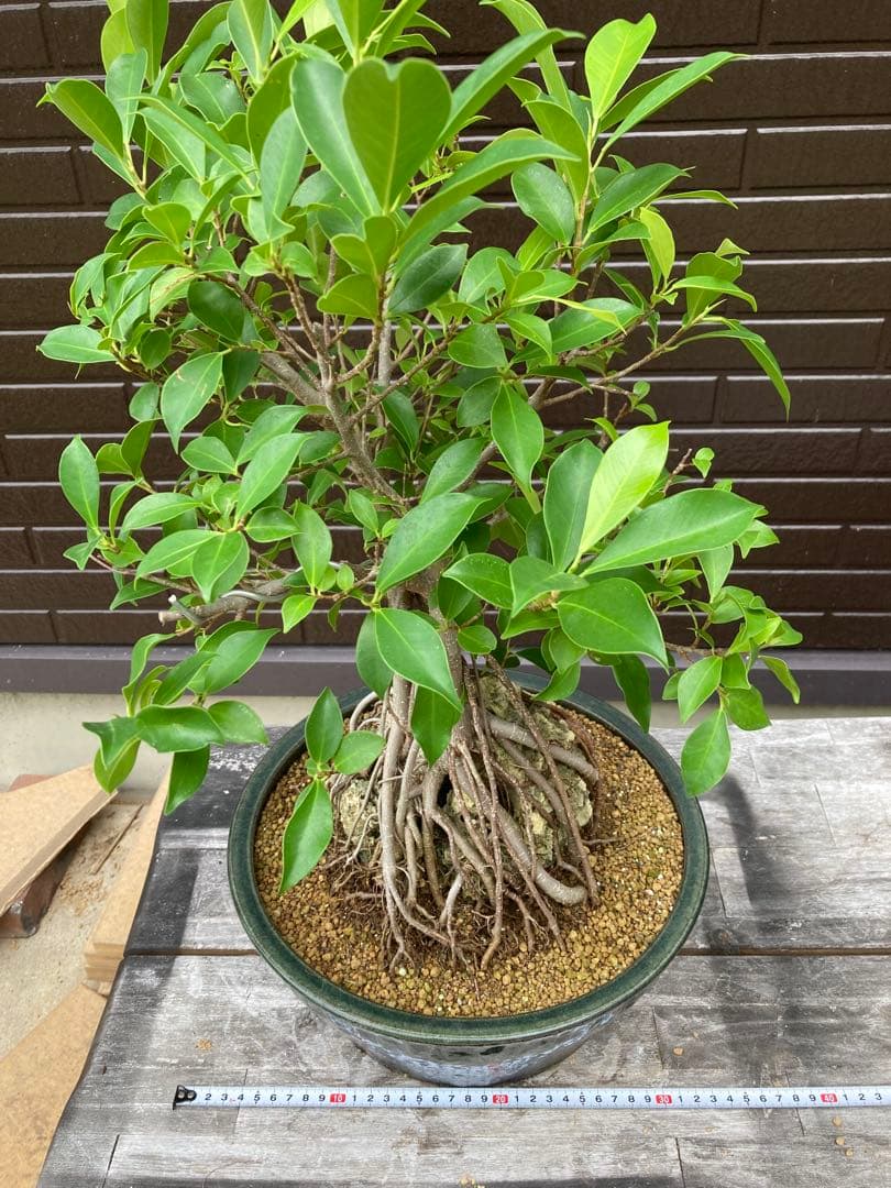 ガジュマル　フィカス 気根付き 観葉植物
