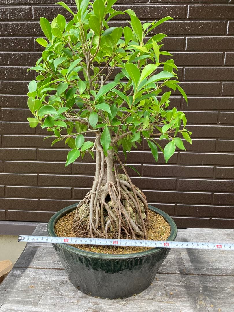 ガジュマル　フィカス 気根付き 観葉植物