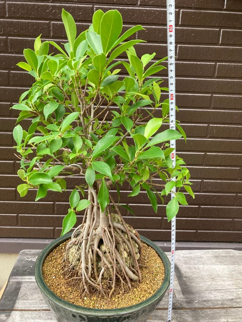 ガジュマル　フィカス 気根付き 観葉植物