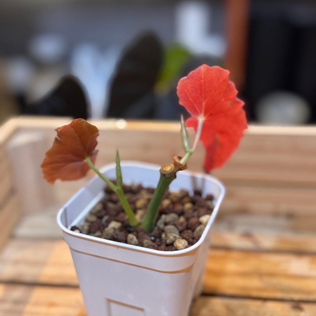 20 ベゴニア　マクラータ　斑入り　激レア