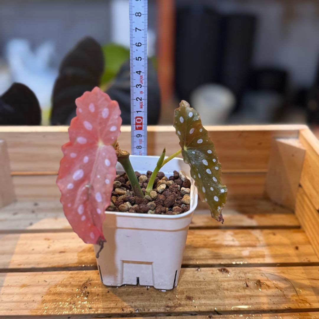 20 ベゴニア　マクラータ　斑入り　激レア