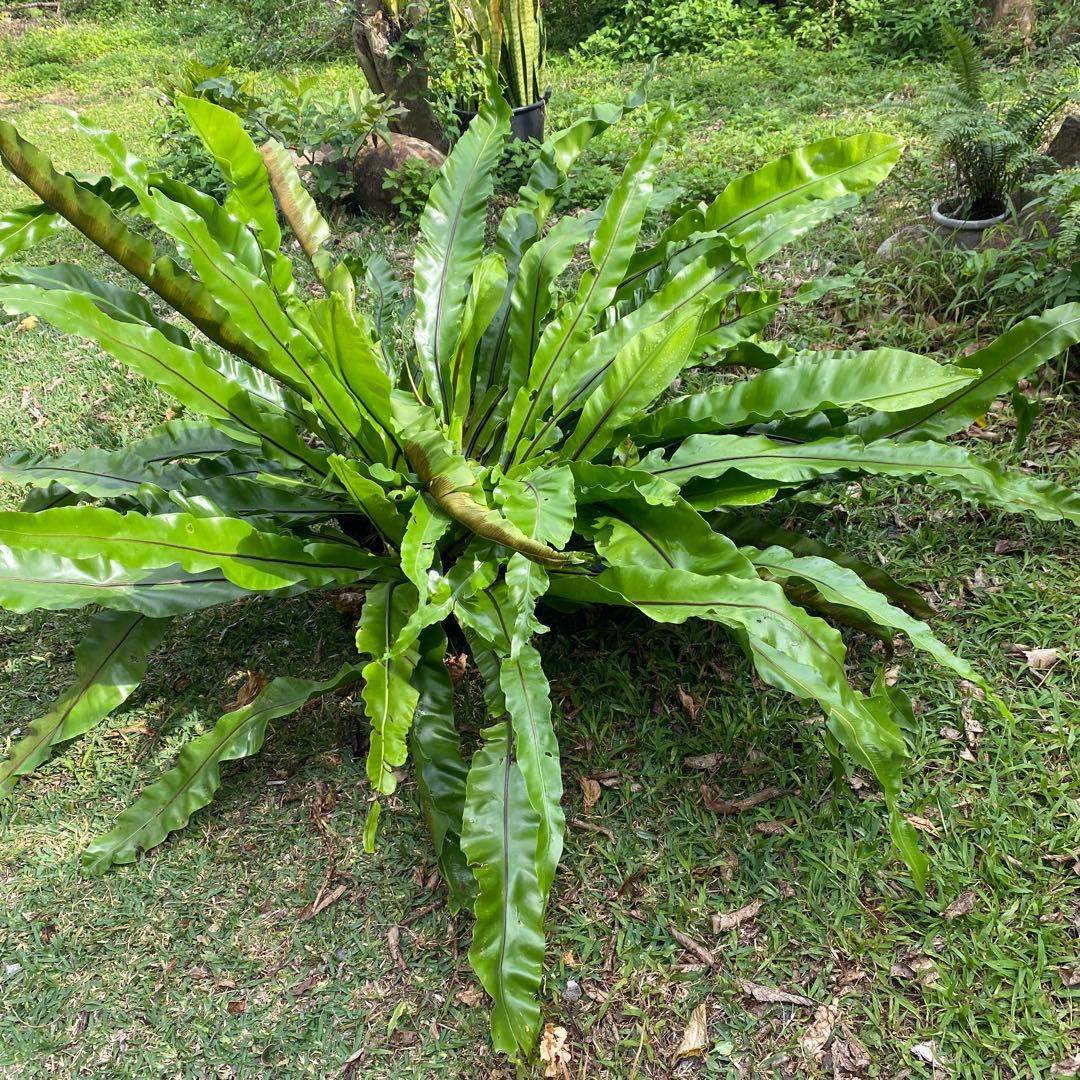 オオタニワタリ、大谷渡り