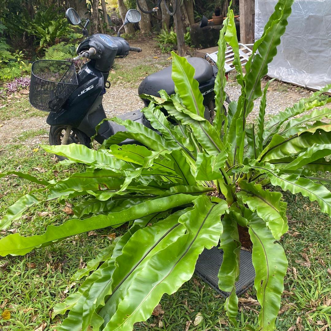 オオタニワタリ、大谷渡り