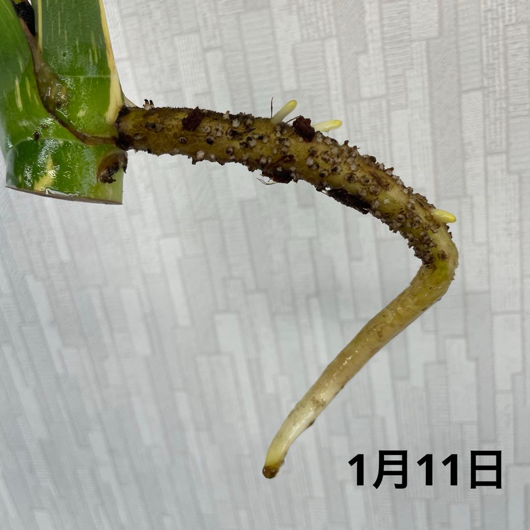 モンステラ　デリシオーサ　スターライト　トップカット