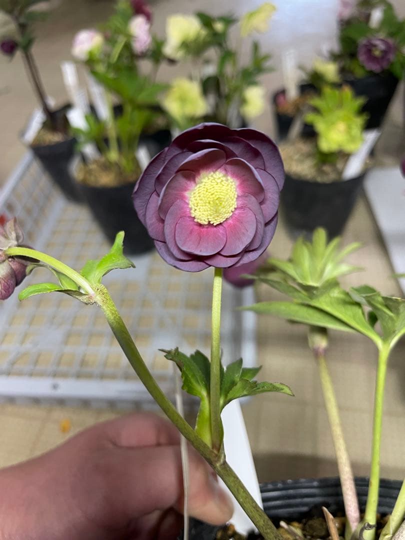 加藤農園 毬姫 クリスマスローズ