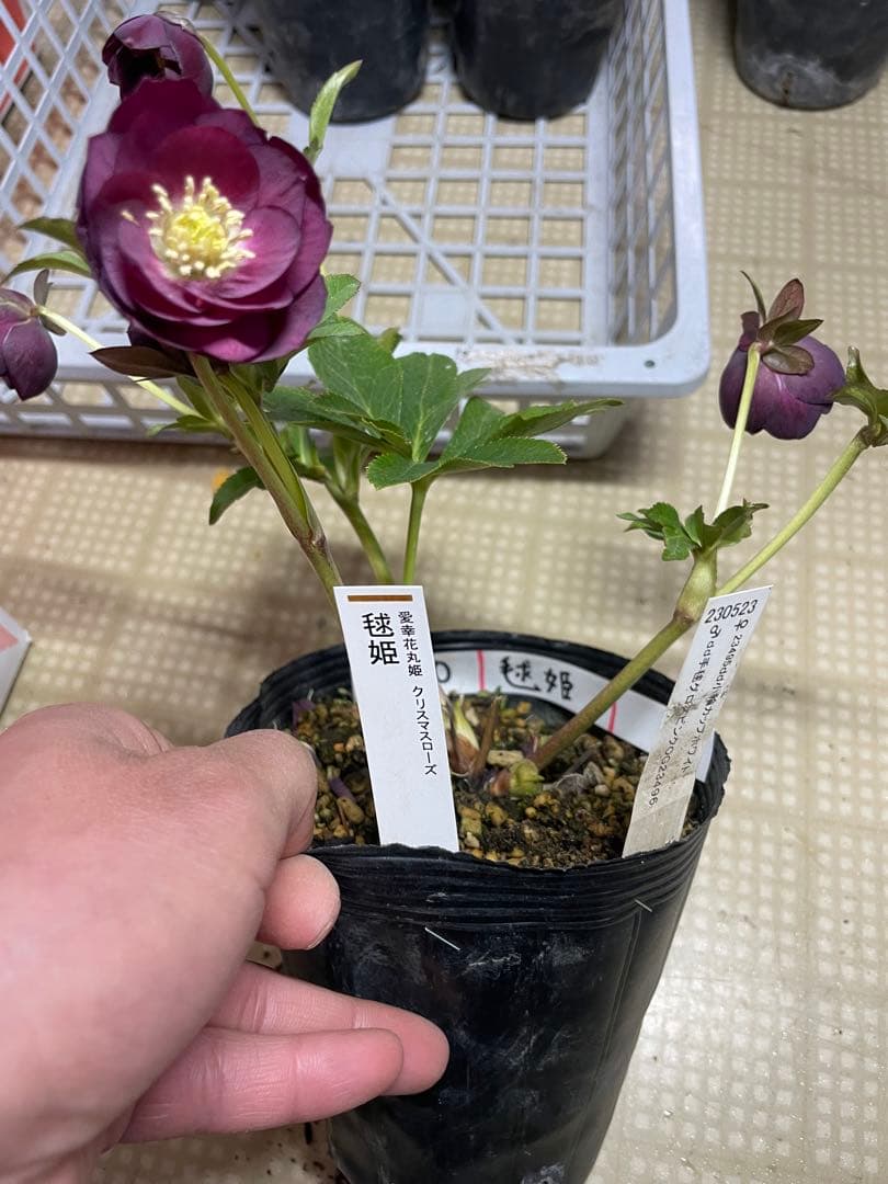 加藤農園 毬姫 クリスマスローズ