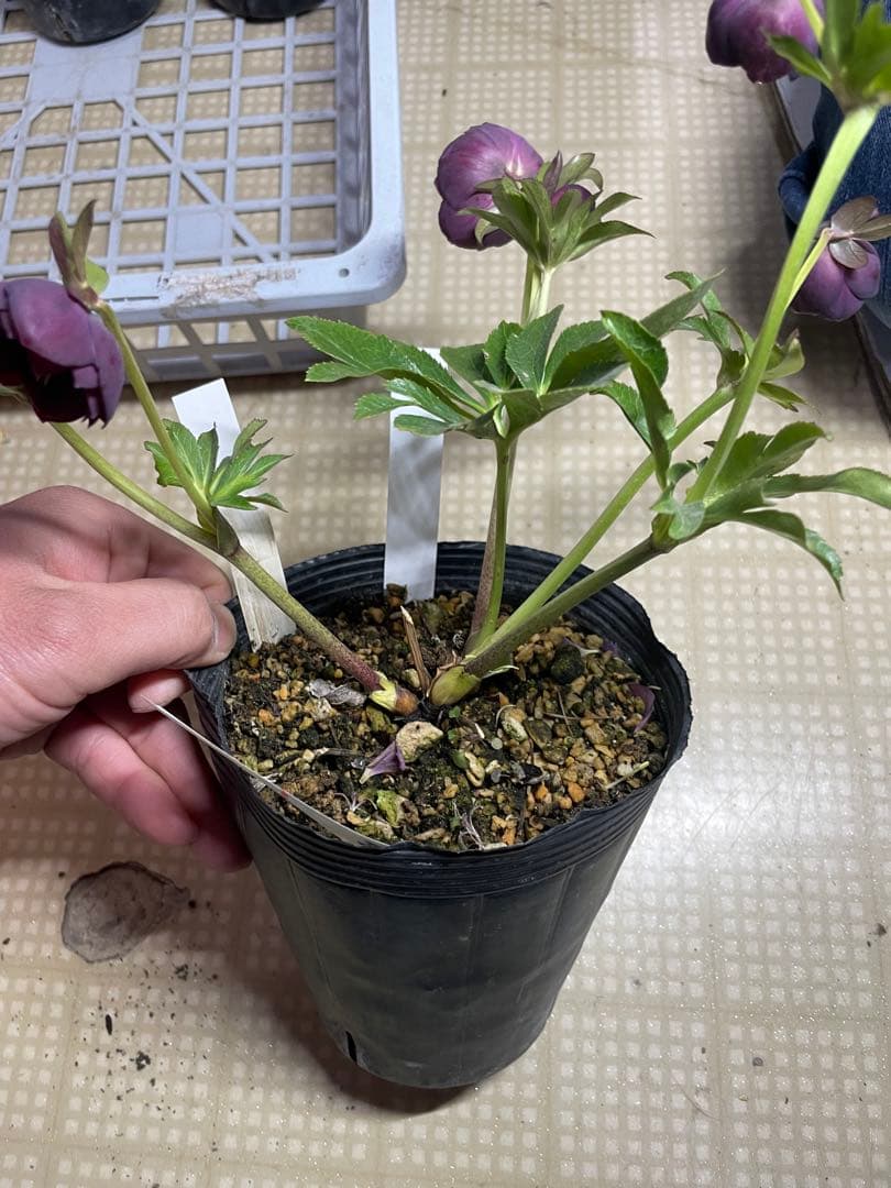 加藤農園 毬姫 クリスマスローズ