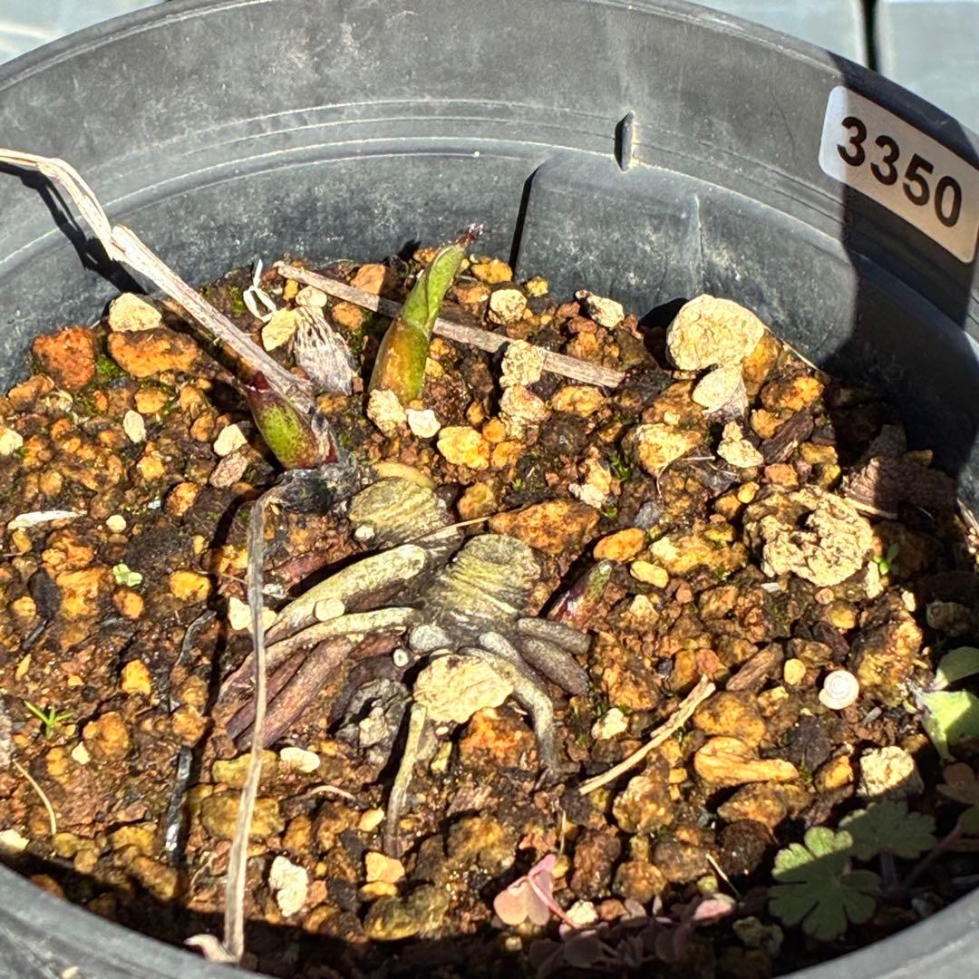 ヒ*イ様 ☘️限定1株☘️未株分け☘️タグ付き☘️3350⭐️H. croati