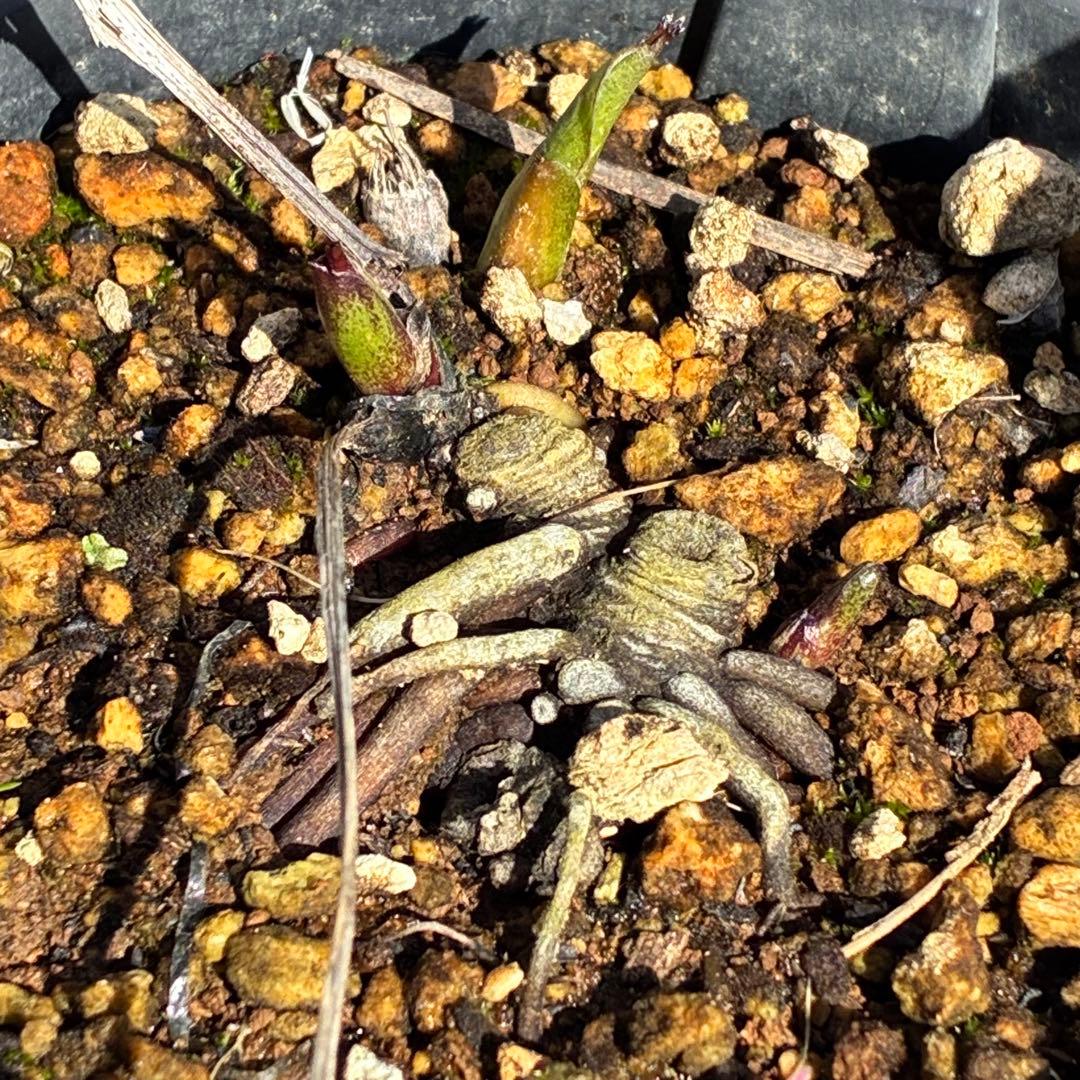 ヒ*イ様 ☘️限定1株☘️未株分け☘️タグ付き☘️3350⭐️H. croati