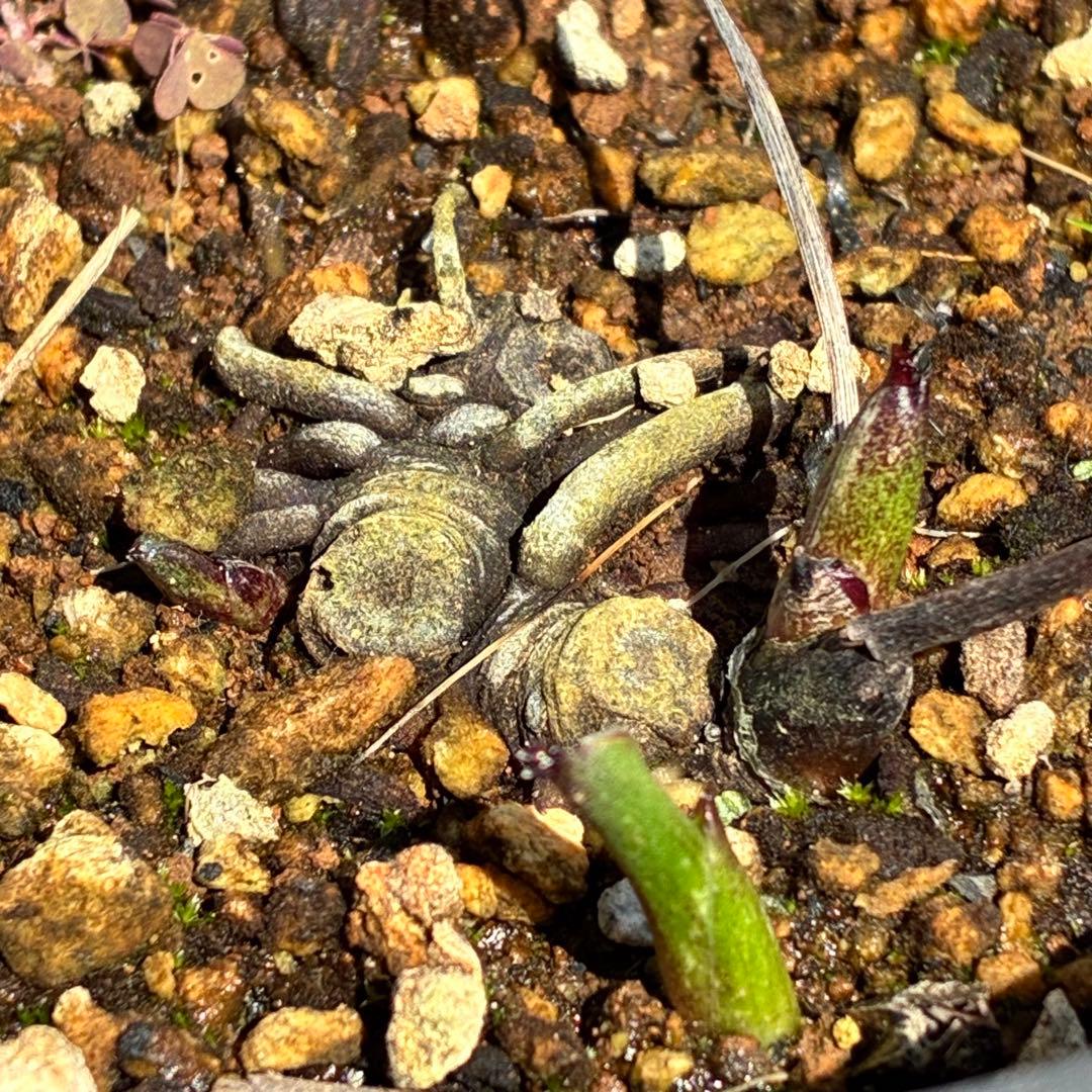 ヒ*イ様 ☘️限定1株☘️未株分け☘️タグ付き☘️3350⭐️H. croati