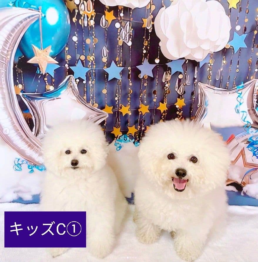 背景布【秋XB】サンプル　ペット撮影用ブース　パンパスグラス　ドライフラワー