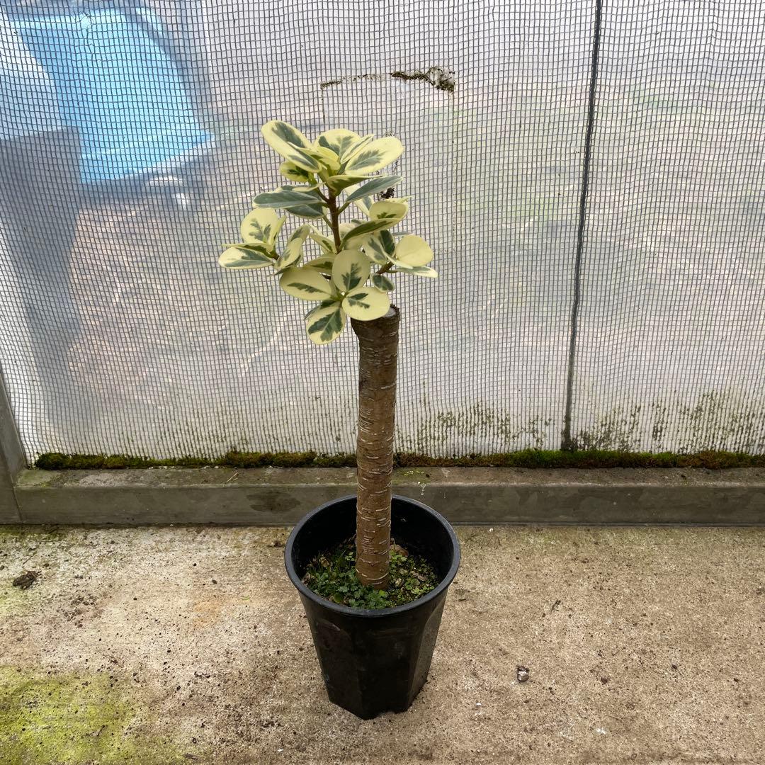 パンダガジュマル　斑入り　希少　３.５号