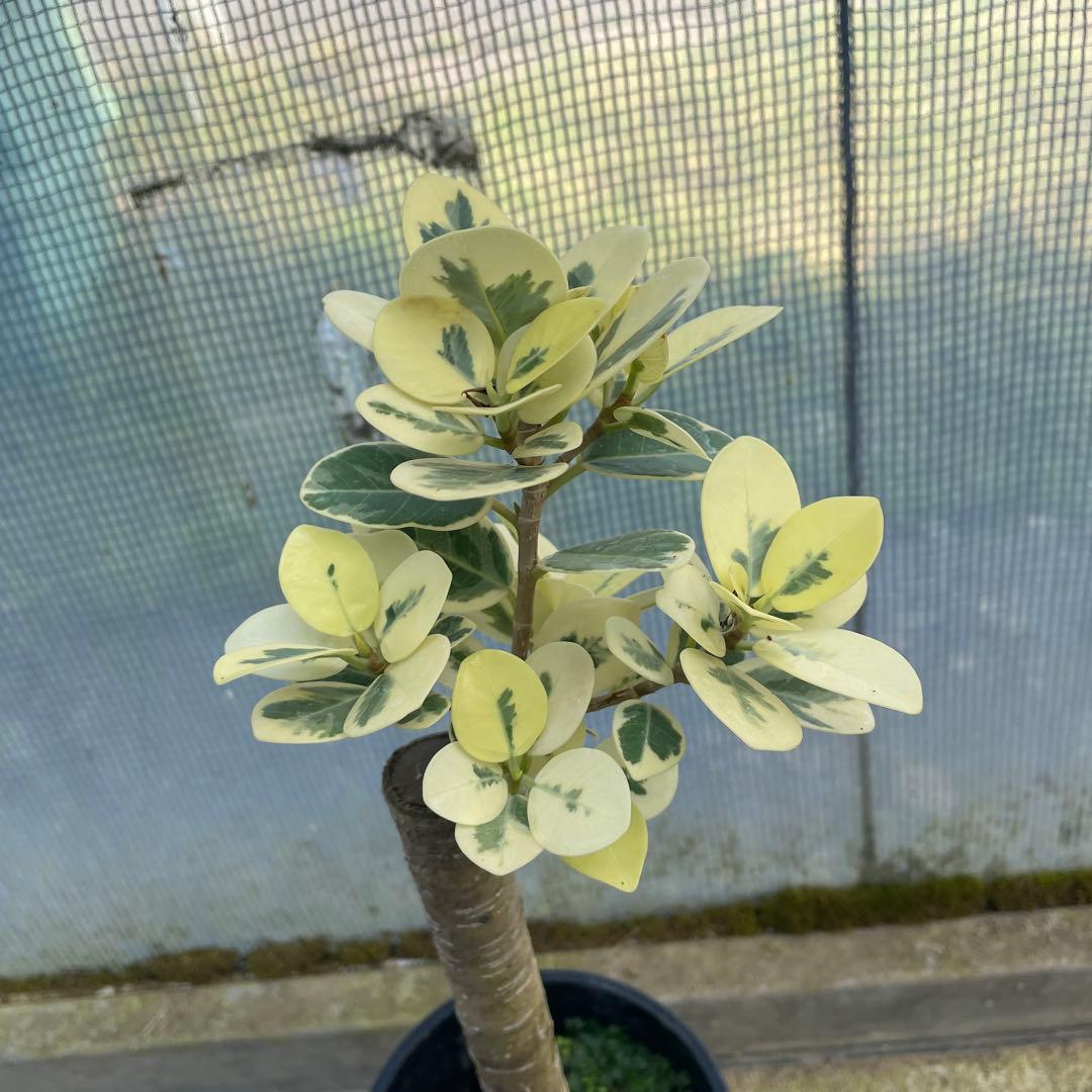 パンダガジュマル　斑入り　希少　３.５号