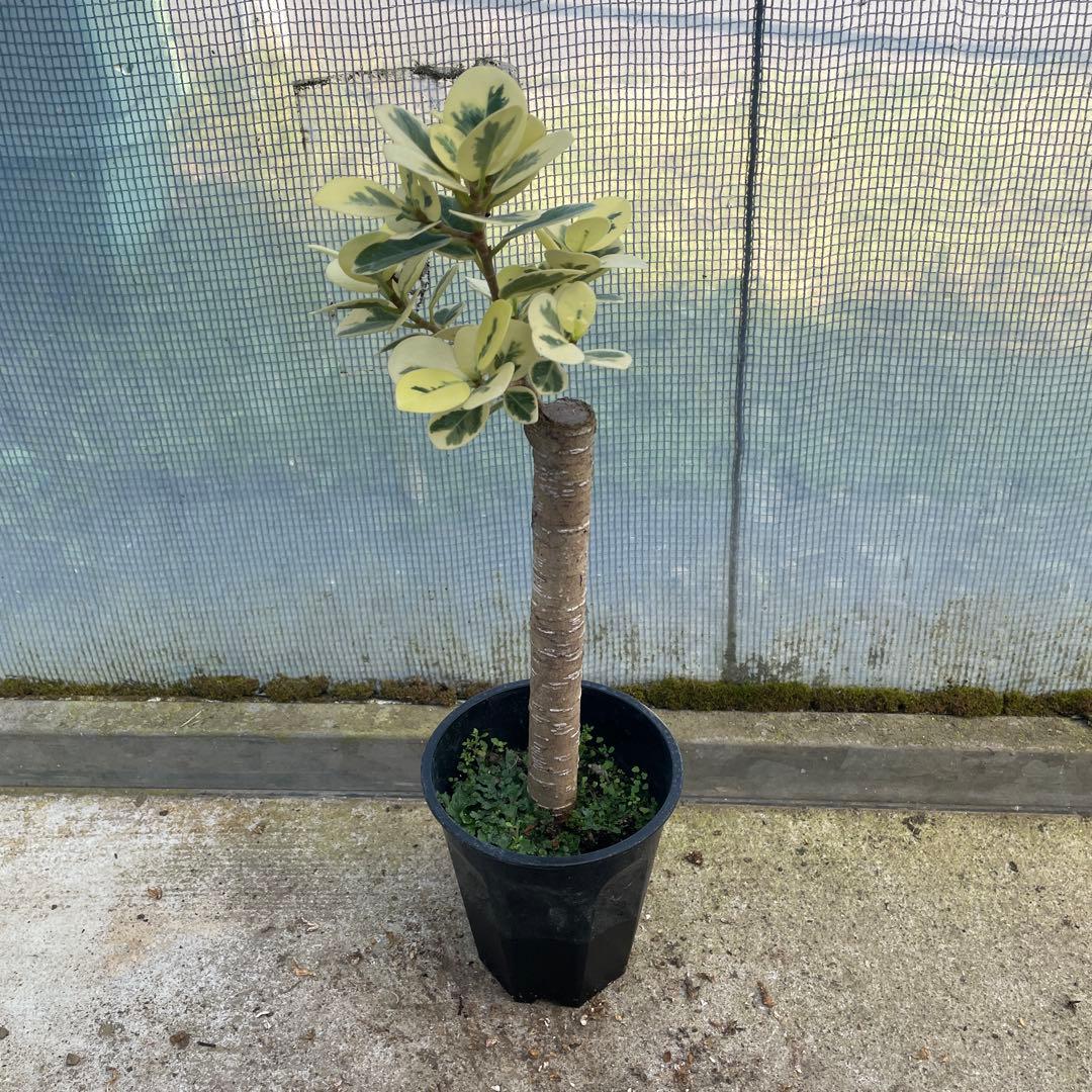 パンダガジュマル　斑入り　希少　３.５号