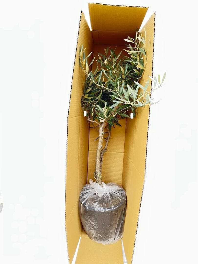 オリーブの木　古木　ネバディロブランコ　10号　約150cm　NO.835　現品