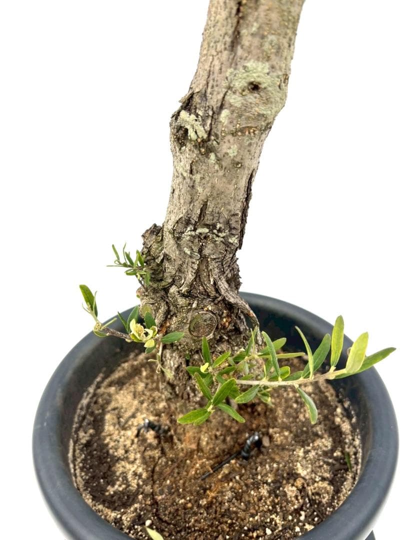 オリーブの木　古木　ネバディロブランコ　10号　約150cm　NO.835　現品
