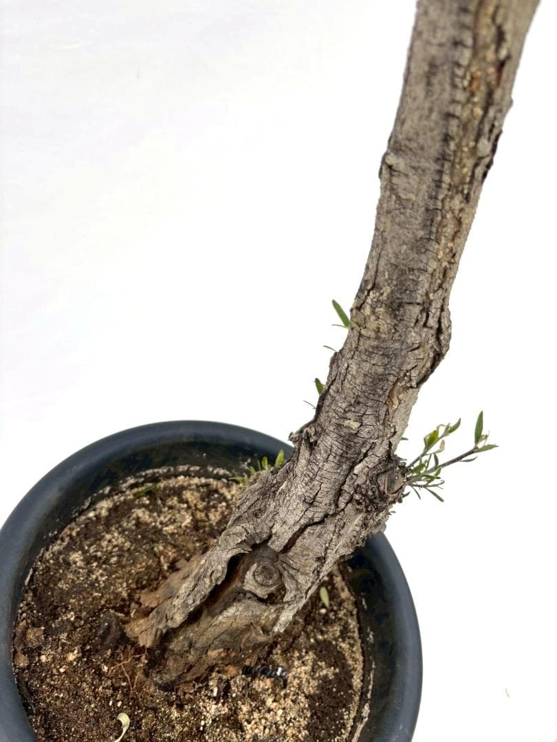 オリーブの木　古木　ネバディロブランコ　10号　約150cm　NO.835　現品
