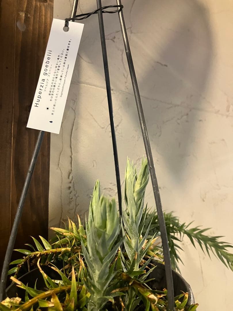 【希少】フペルジア・ゴエベリー 吊り鉢　観葉植物