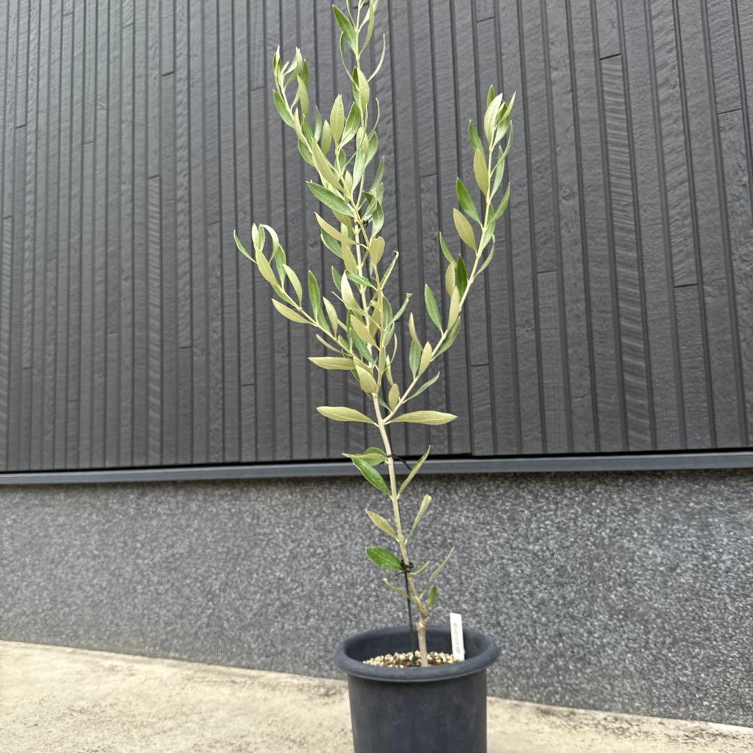 【極上品】カラマタ　オリーブの木　希少　オリーブ
