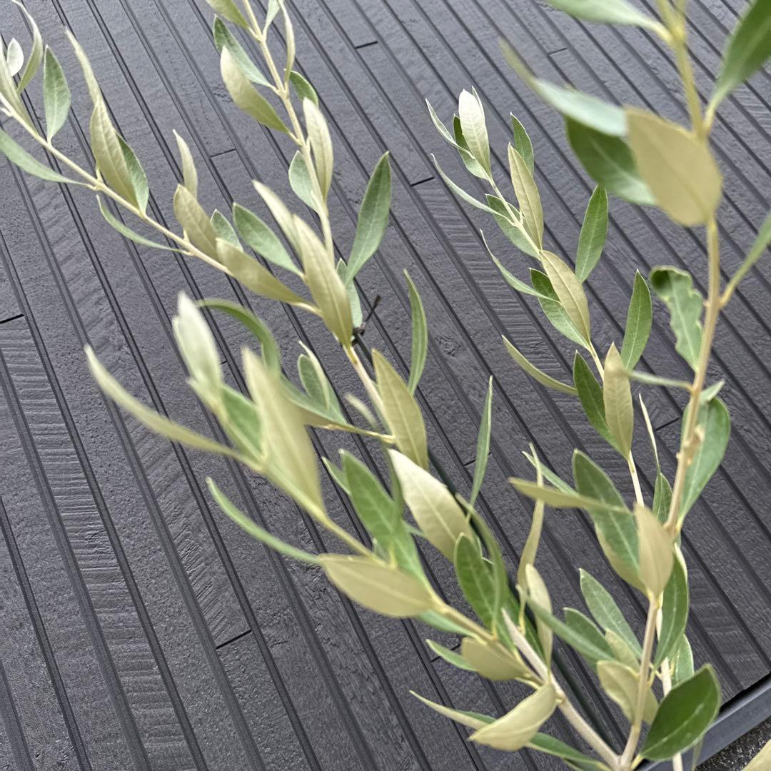 【極上品】カラマタ　オリーブの木　希少　オリーブ